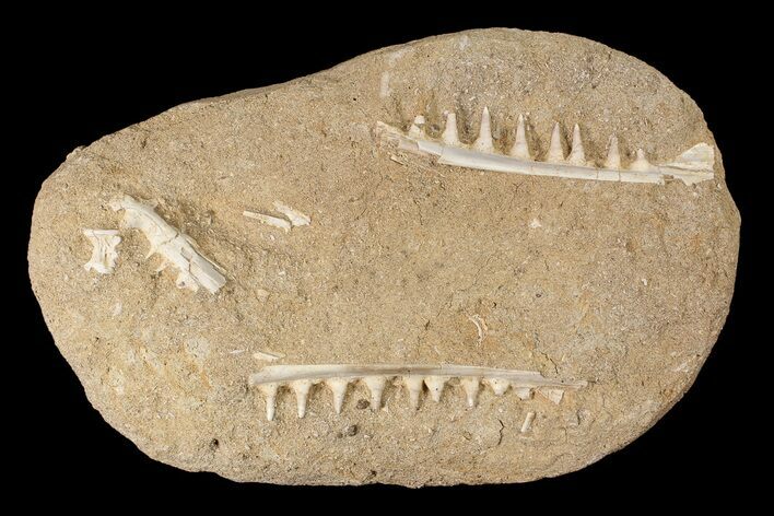 Enchodus Jaw Sections with Teeth - Cretaceous Fanged Fish #87998